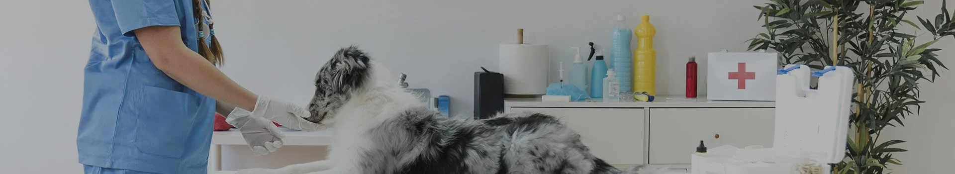 clinicas veterinarias de pequeños animales