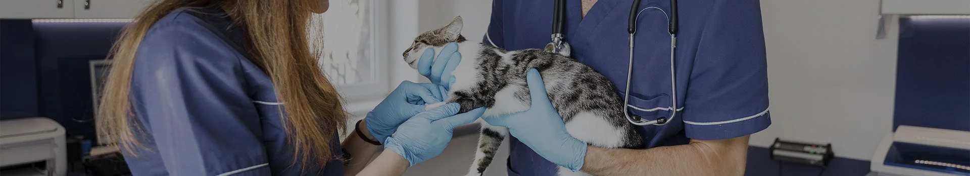 hospitales y universidades veterinarias