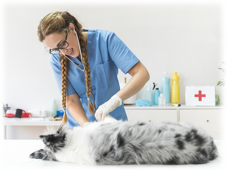 programa veterinario para hospitales y universidades veterinarias